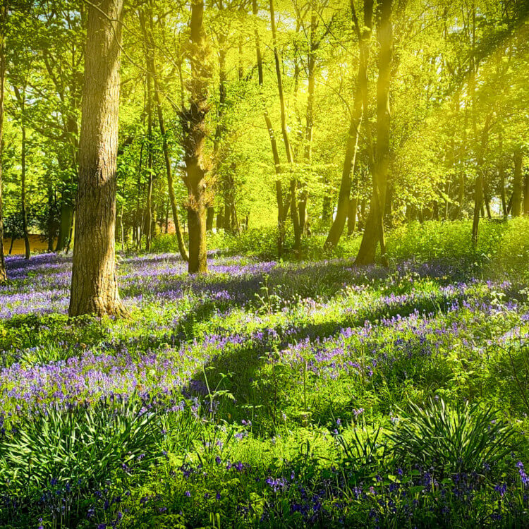 Anxiety Hypnotherapy